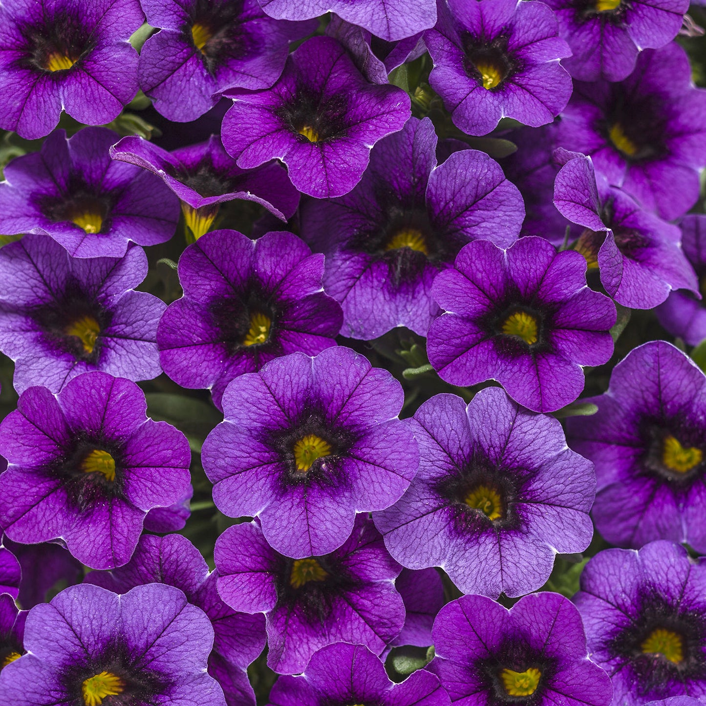 Superbells® Grape Punch™ Calibrachoa - Photo Courtesy of Proven Winners, Inc.