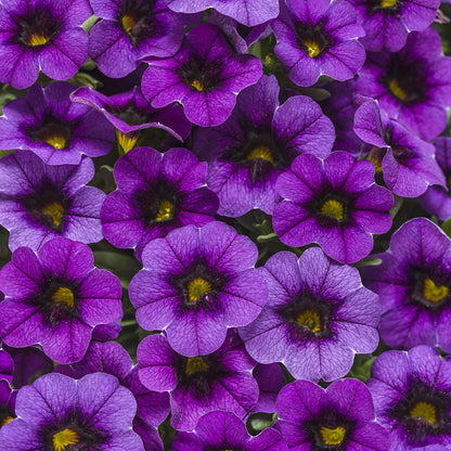 Superbells® Grape Punch™ Calibrachoa - Photo Courtesy of Proven Winners, Inc.