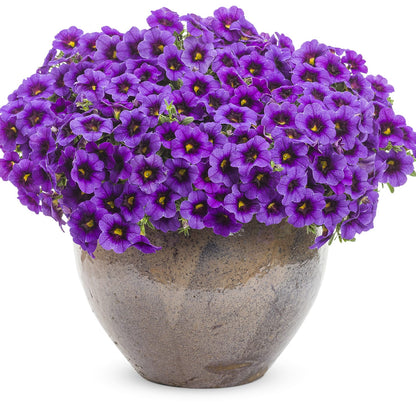 Superbells® Grape Punch™ Calibrachoa - Photo Courtesy of Proven Winners, Inc.