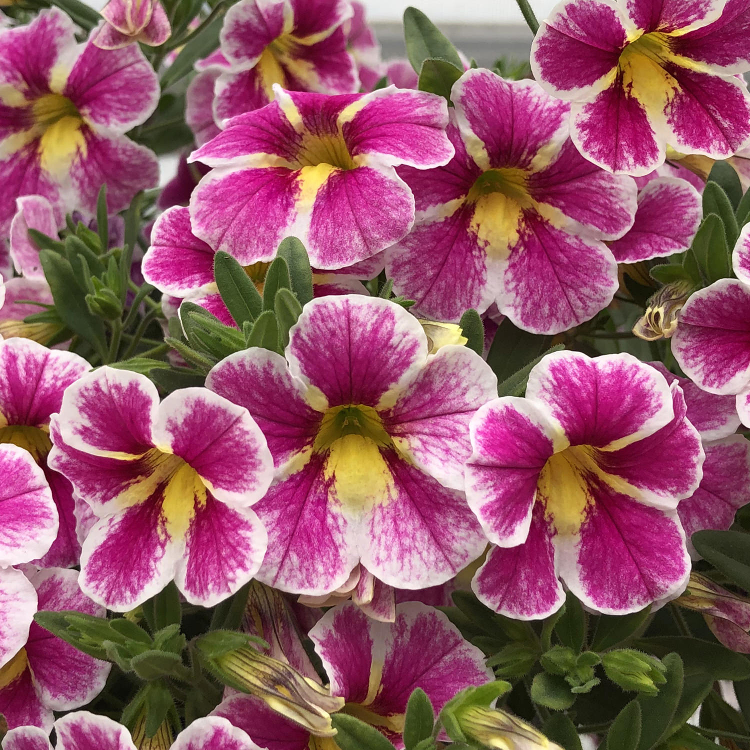 Superbells® Holy Cow!™ Calibrachoa shows off vibrant pink and white, bi-colored blooms with yellow centers Each flower features white-edged petals, a pink center, and radiating streaks - Photo Property of Garden Crossings LLC