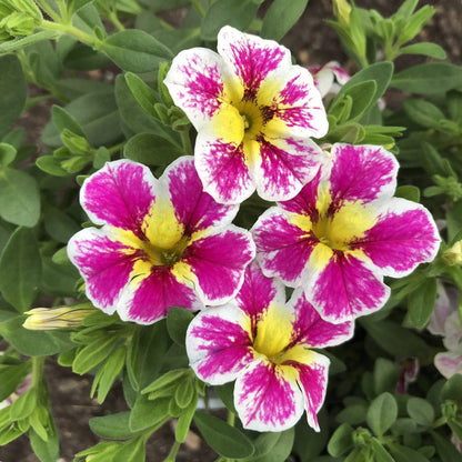 Four vibrant, bi-colored Superbells® Holy Cow!™ Calibrachoa flowers feature white-edged petals with bright pink and yellow centers, surrounded by green leaves and buds - Photo Property of Garden Crossings LLC