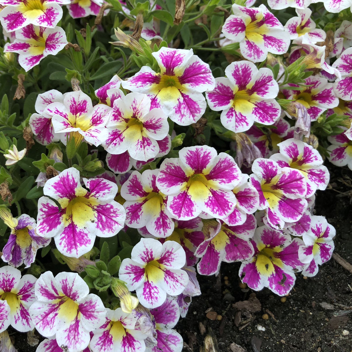 A cluster of Superbells® Holy Cow!™ Calibrachoa displays eye-catching white petals with bright magenta splashes and yellow centers, some dirt is visible below the plant - Photo Property of Garden Crossings LLC