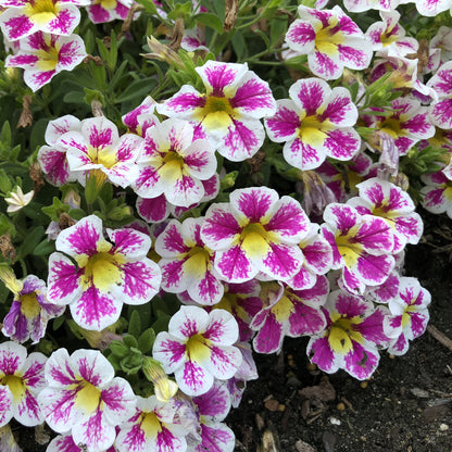A cluster of Superbells® Holy Cow!™ Calibrachoa displays eye-catching white petals with bright magenta splashes and yellow centers, some dirt is visible below the plant - Photo Property of Garden Crossings LLC