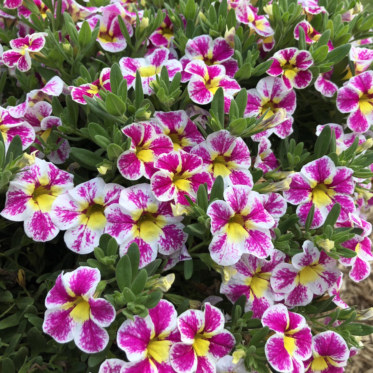 Superbells® Holy Cow!™ Calibrachoa features a dense cluster of pink and white bi-colored blooms with yellow centers and lush green leaves - Photo Property of Garden Crossings LLC