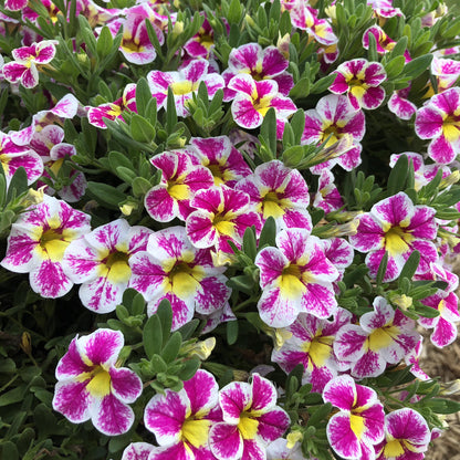 Superbells® Holy Cow!™ Calibrachoa features a dense cluster of pink and white bi-colored blooms with yellow centers and lush green leaves - Photo Property of Garden Crossings LLC