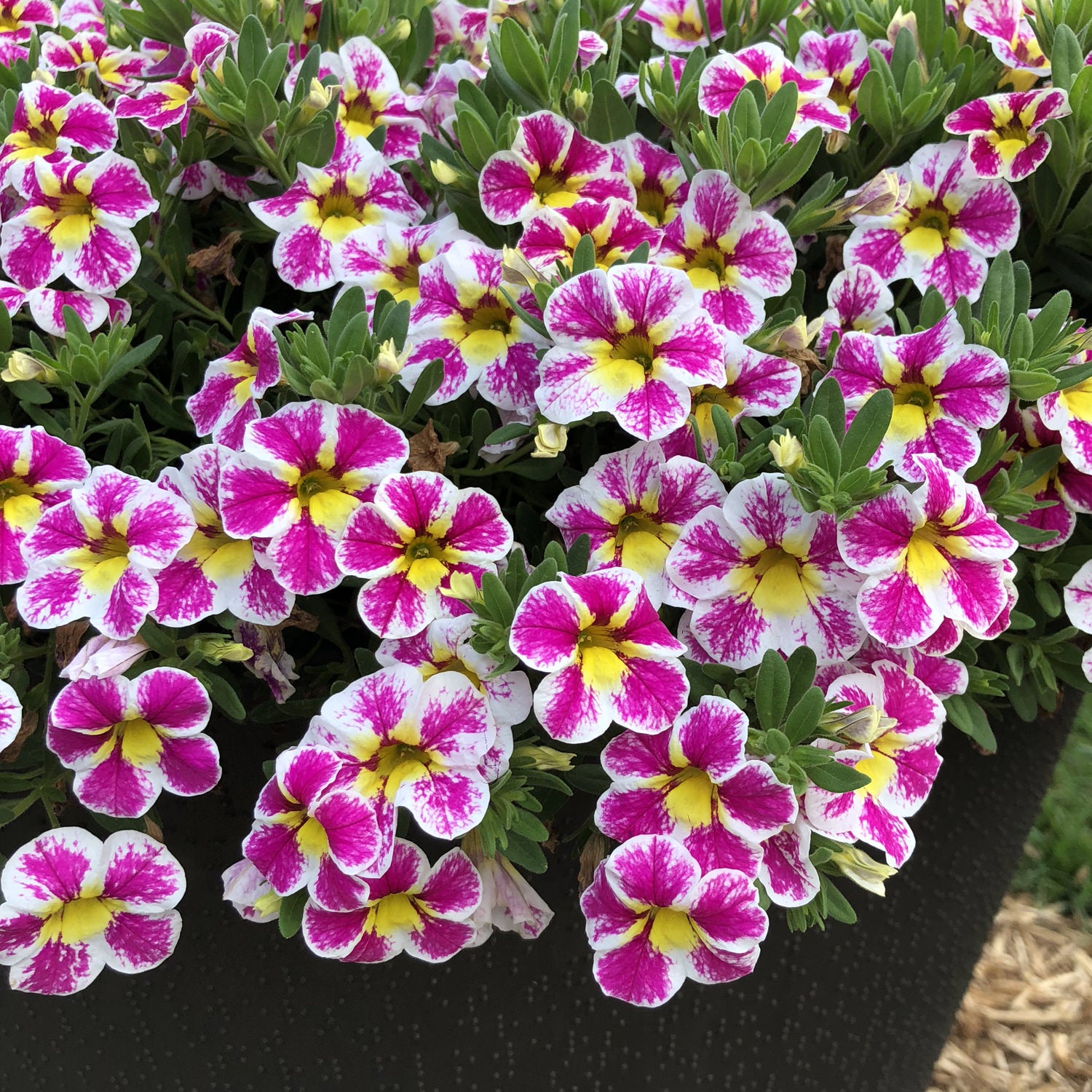 A cluster of vibrant Superbells® Holy Cow!™ Calibrachoa with magenta and white bicolored blooms featuring yellow centers, surrounded by green foliage in a dark planter - Photo Property of Garden Crossings LLC. Decorative pot not included.
