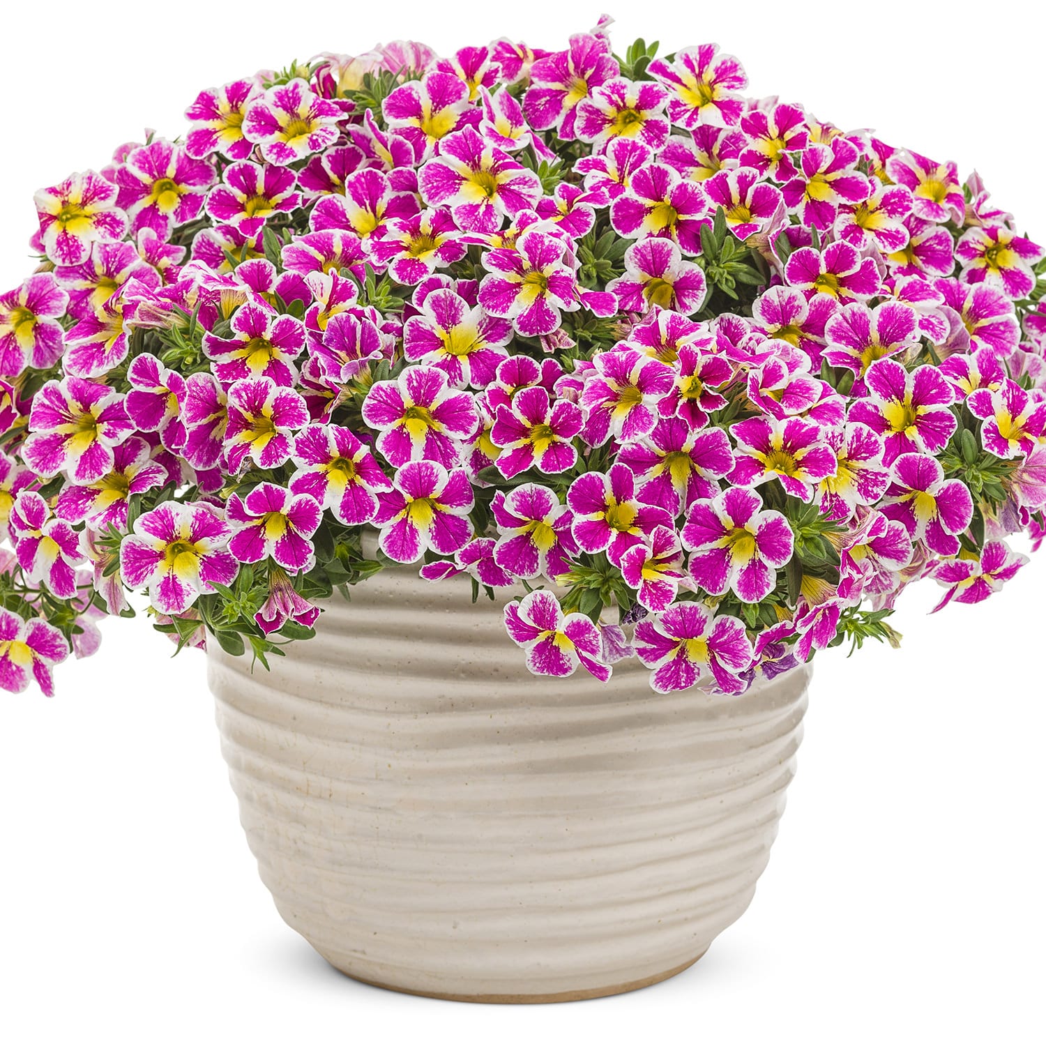 A beige ribbed ceramic pot brims with Superbells® Holy Cow!™ Calibrachoa—pink and yellow bi-colored blooms edged in white—densely packed and overflowing - Photo Curtesy of Proven Winners, Inc. Decorative pot not included.