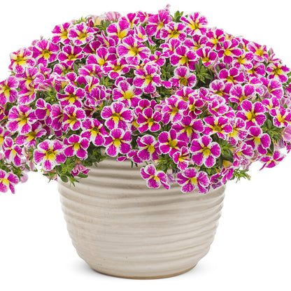 A beige ribbed ceramic pot brims with Superbells® Holy Cow!™ Calibrachoa—pink and yellow bi-colored blooms edged in white—densely packed and overflowing - Photo Curtesy of Proven Winners, Inc. Decorative pot not included.