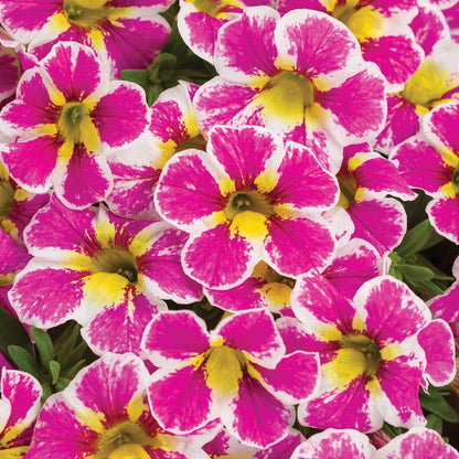 A cluster of vibrant pink Superbells® Holy Cow!™ Calibrachoa flowers with white edges and yellow centers, set against green leaves - Photo Curtesy of Proven Winners, Inc.
