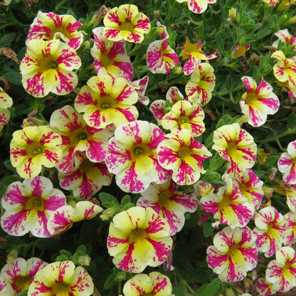 Superbells® Holy Moly!® Calibrachoa - Photo Property of Garden Crossings LLC