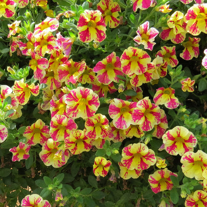 Superbells® Holy Moly!® Calibrachoa - Photo Property of Garden Crossings LLC