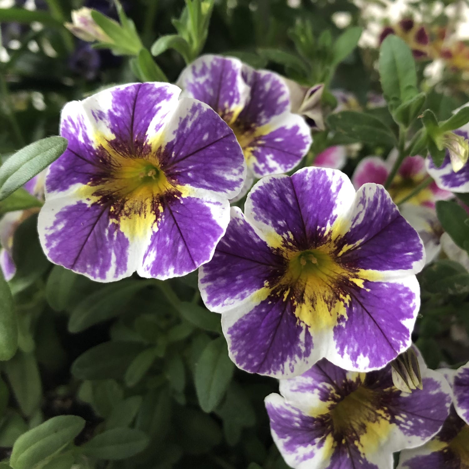 Superbells® Holy Smokes!® Calibrachoa - Photo Property of Garden Crossings LLC