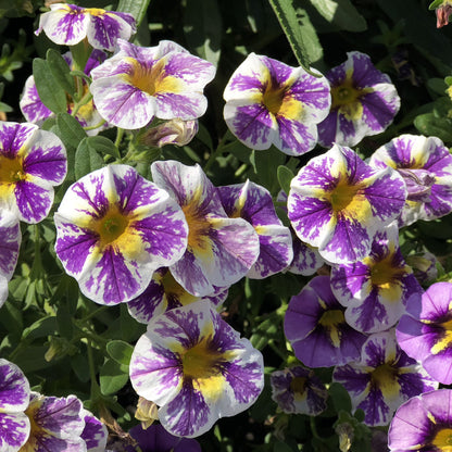 Superbells® Holy Smokes!® Calibrachoa - Photo Property of Garden Crossings LLC