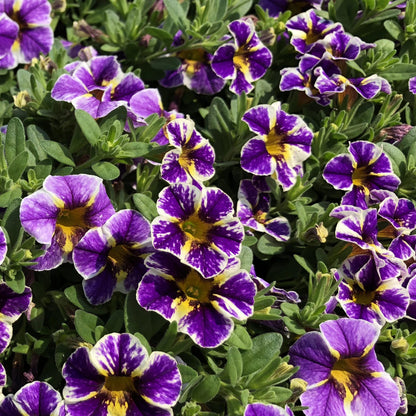 Superbells® Holy Smokes!® Calibrachoa - Photo Property of Garden Crossings LLC