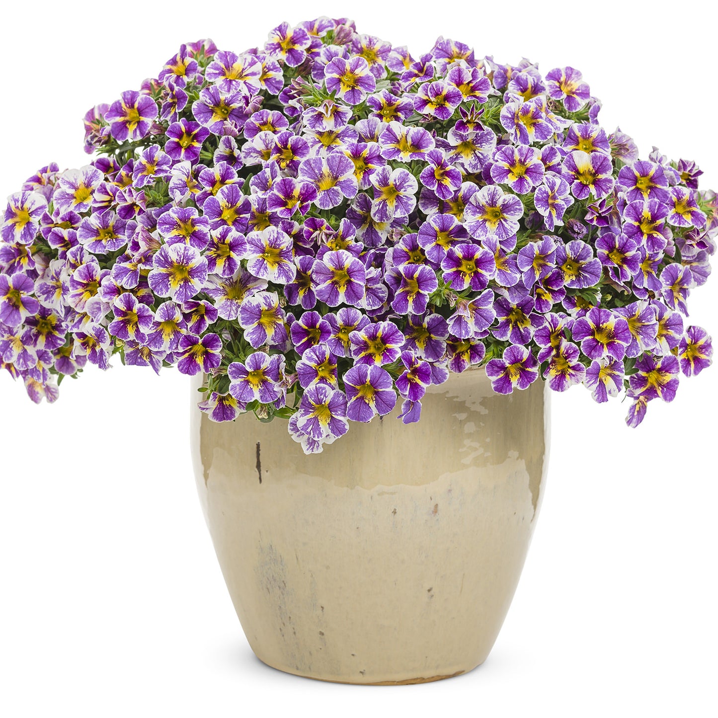 Superbells® Holy Smokes!® Calibrachoa - Photo Courtesy of Proven Winners, Inc.