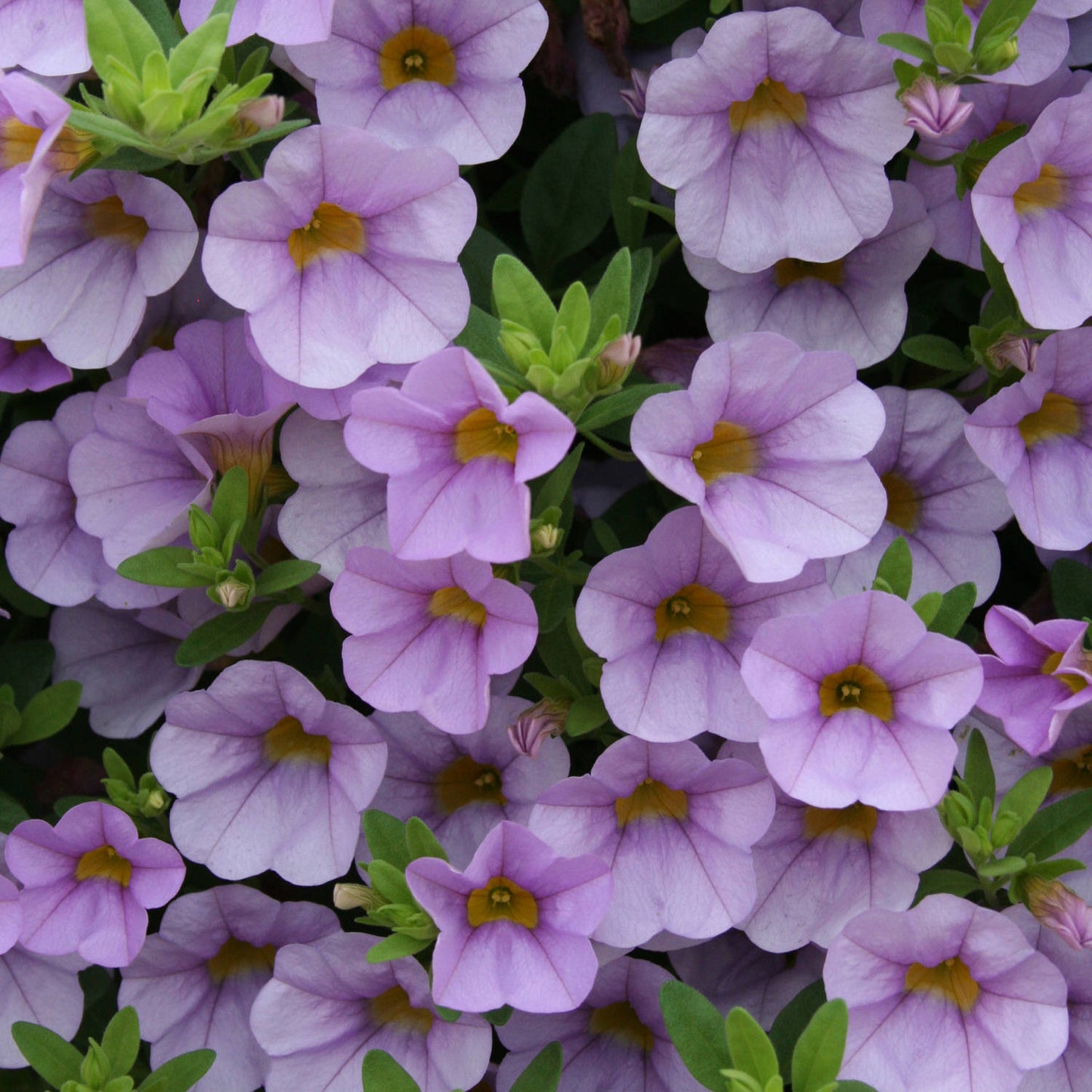 Superbells® Miss Lilac Calibrachoa features dense clusters of light purple blooms with yellow centers and green foliage - Photo Courtesy of Proven Winners, Inc.