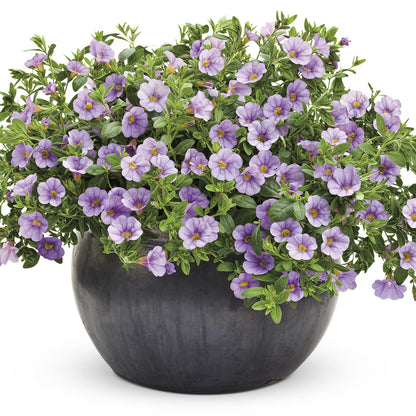 A black round pot overflowing with lush green leaves and abundant small, light purple flowers with yellow centers highlights the Superbells® Miss Lilac Calibrachoa - Photo Courtesy of Proven Winners, Inc. Decorative pot not included.