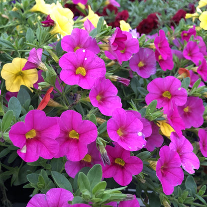 Close-up of Superbells® Pink Calibrachoa, featuring vivid, petunia-like pink blooms with five petals and yellow centers amid lush green leaves. Yellow and deep red flowers are seen in the background - Photo Property of Garden Crossings LLC