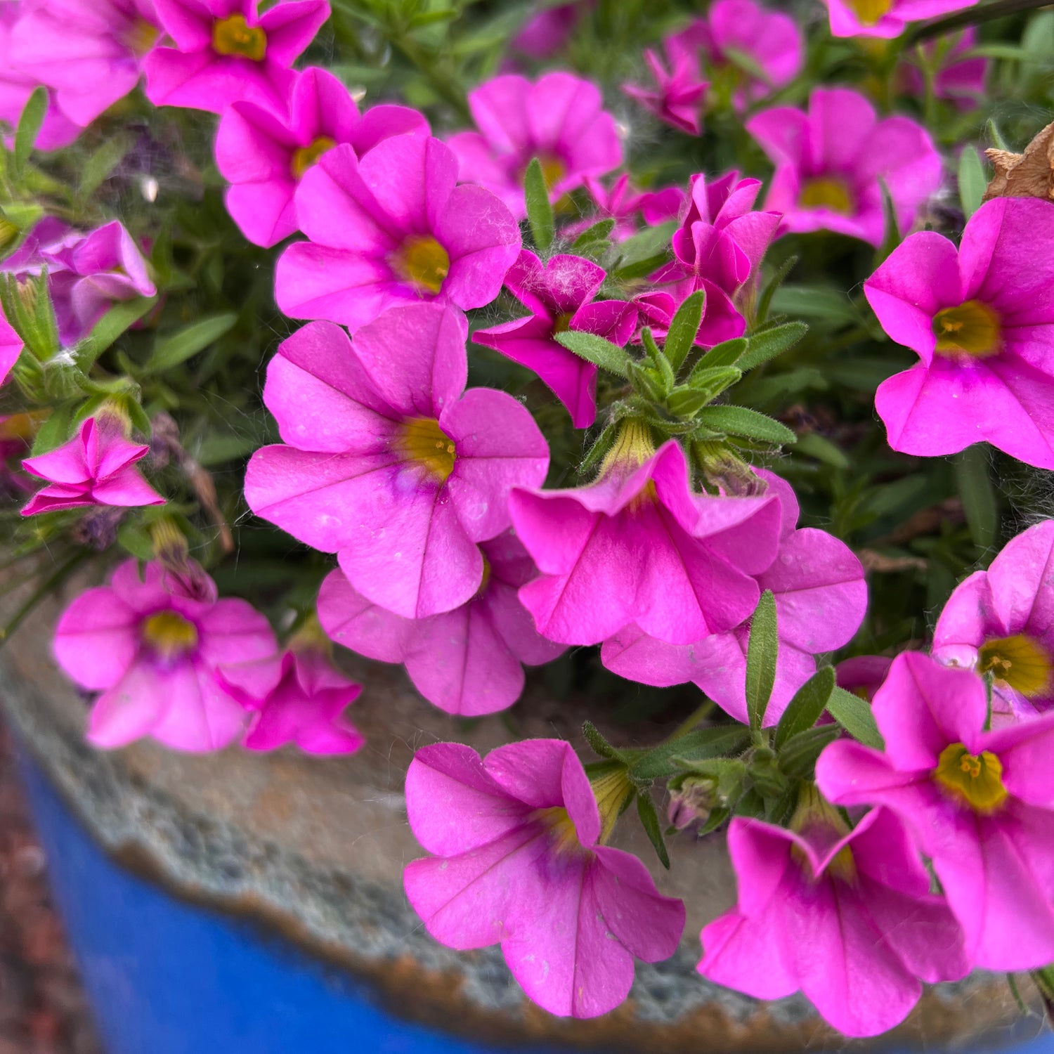 Close-up of Superbells® Pink Calibrachoa, featuring vibrant pink, petunia-like flowers with yellow centers and delicate veins, blooming among green foliage in a blue-gray pot, petals glistening with water droplets - Photo Property of Garden Crossings LLC. Decorative pot not included.