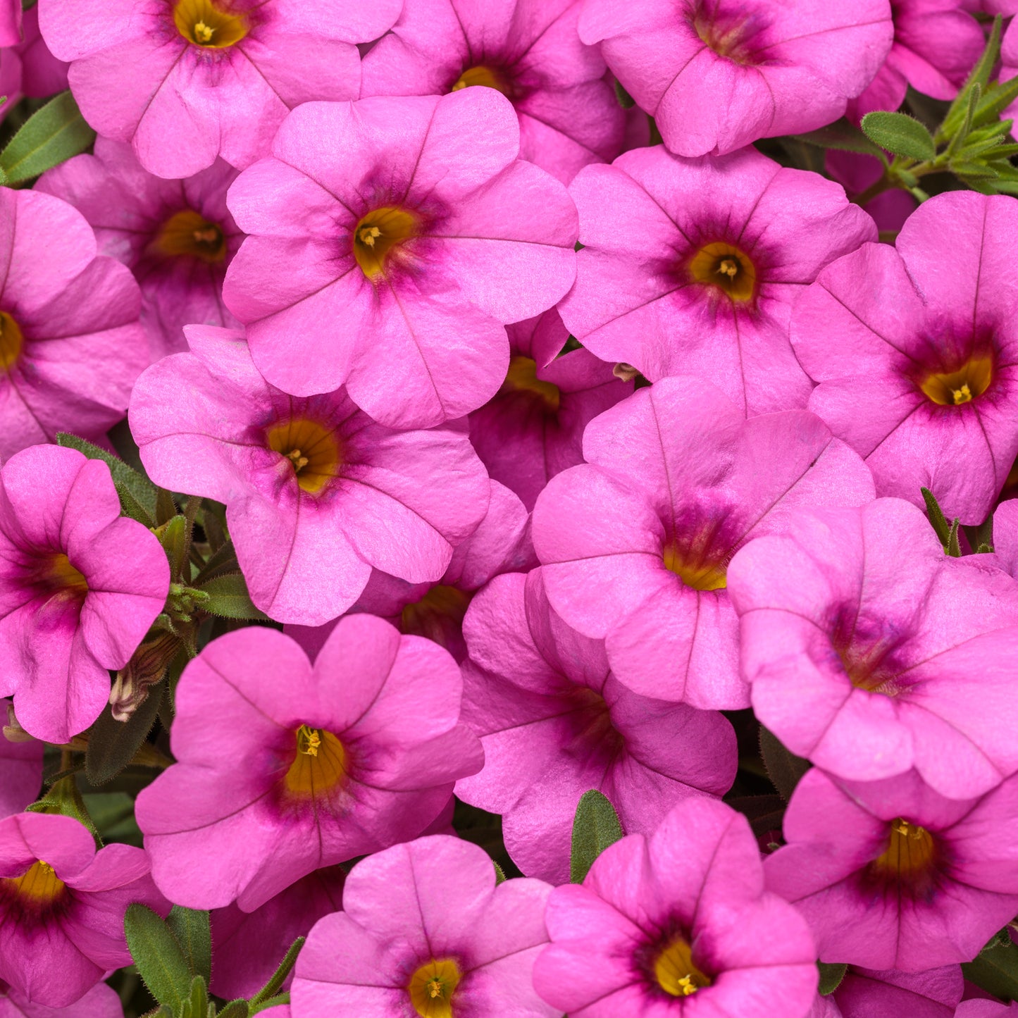 Superbells® Pink Calibrachoa features vibrant, petunia-like blooms with yellow centers and lush green foliage, creating a dense, colorful display that's perfect for containers - Photo Curtesy of Proven Winners, Inc.