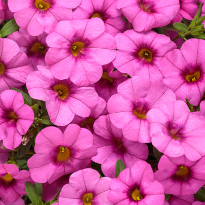 Superbells® Pink Calibrachoa features vibrant, petunia-like blooms with yellow centers and lush green foliage, creating a dense, colorful display that's perfect for containers - Photo Curtesy of Proven Winners, Inc.