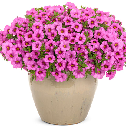 A beige ceramic pot filled with Superbells® Pink Calibrachoa—petunia-like, pink flowers with yellow centers and lush green leaves—stands out against a white background as a vibrant, densely blooming container plant - Photo Curtesy of Proven Winners, Inc. Decorative pot not included.