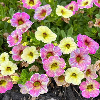 Calibrachoa Superbells Prism Pink Lemonade  - Photo Property of Garden Crossings LLC