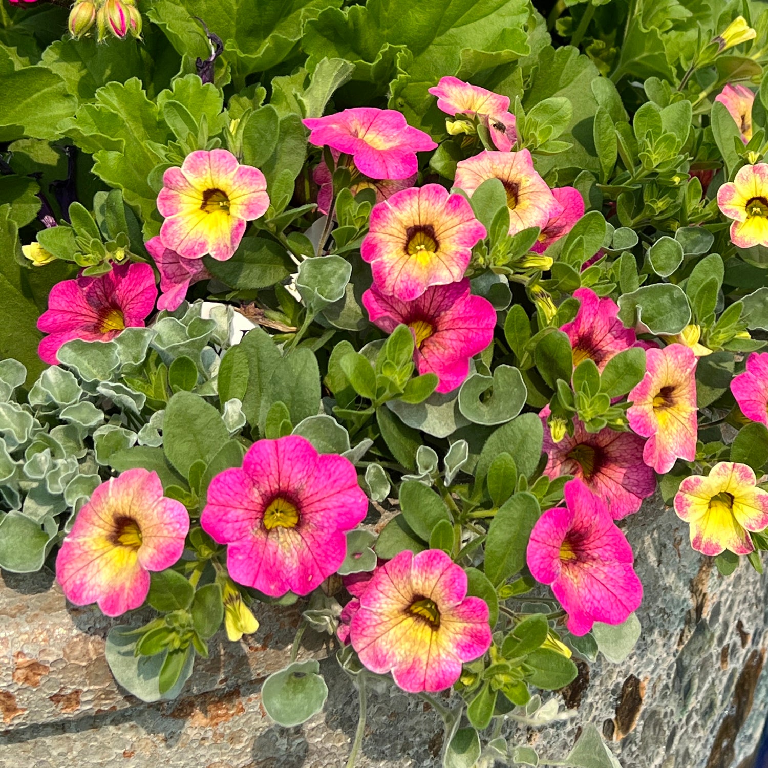 Superbells® Magic™ Pink Lemonade Calibrachoa - Photo Property of Garden Crossings LLC