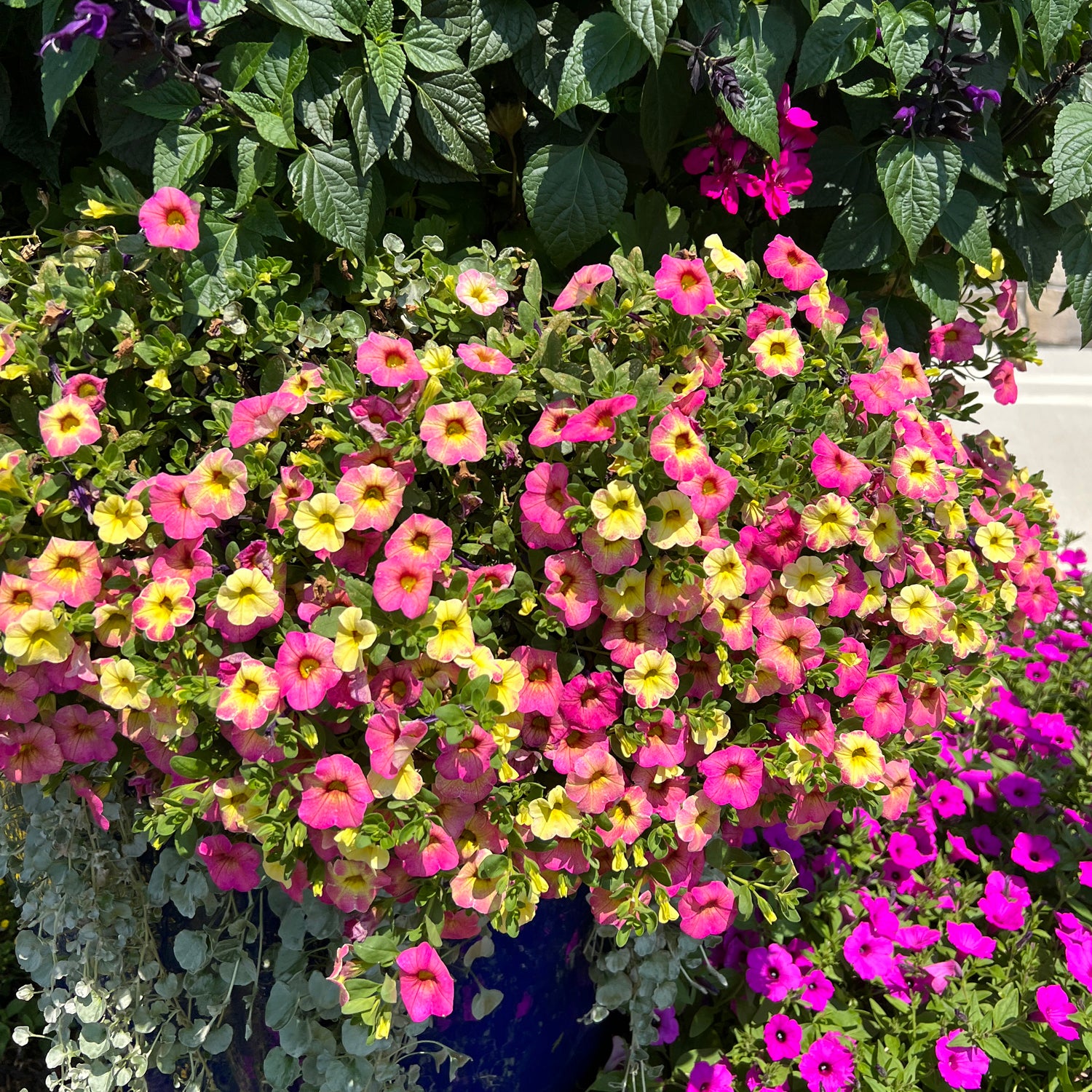 Superbells® Magic™ Pink Lemonade Calibrachoa - Photo Property of Garden Crossings LLC