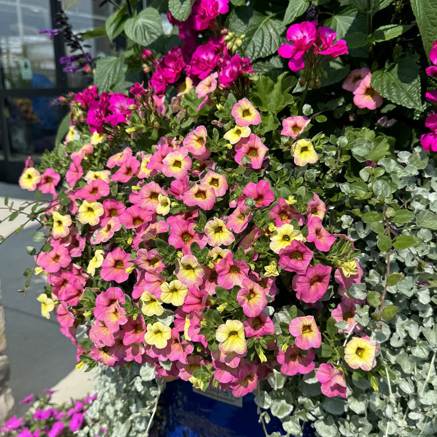 Superbells® Magic™ Pink Lemonade Calibrachoa - Photo Property of Garden Crossings LLC