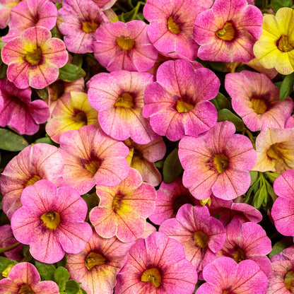 Superbells® Magic™ Pink Lemonade Calibrachoa - Photo Courtesy of Proven Winners, Inc.