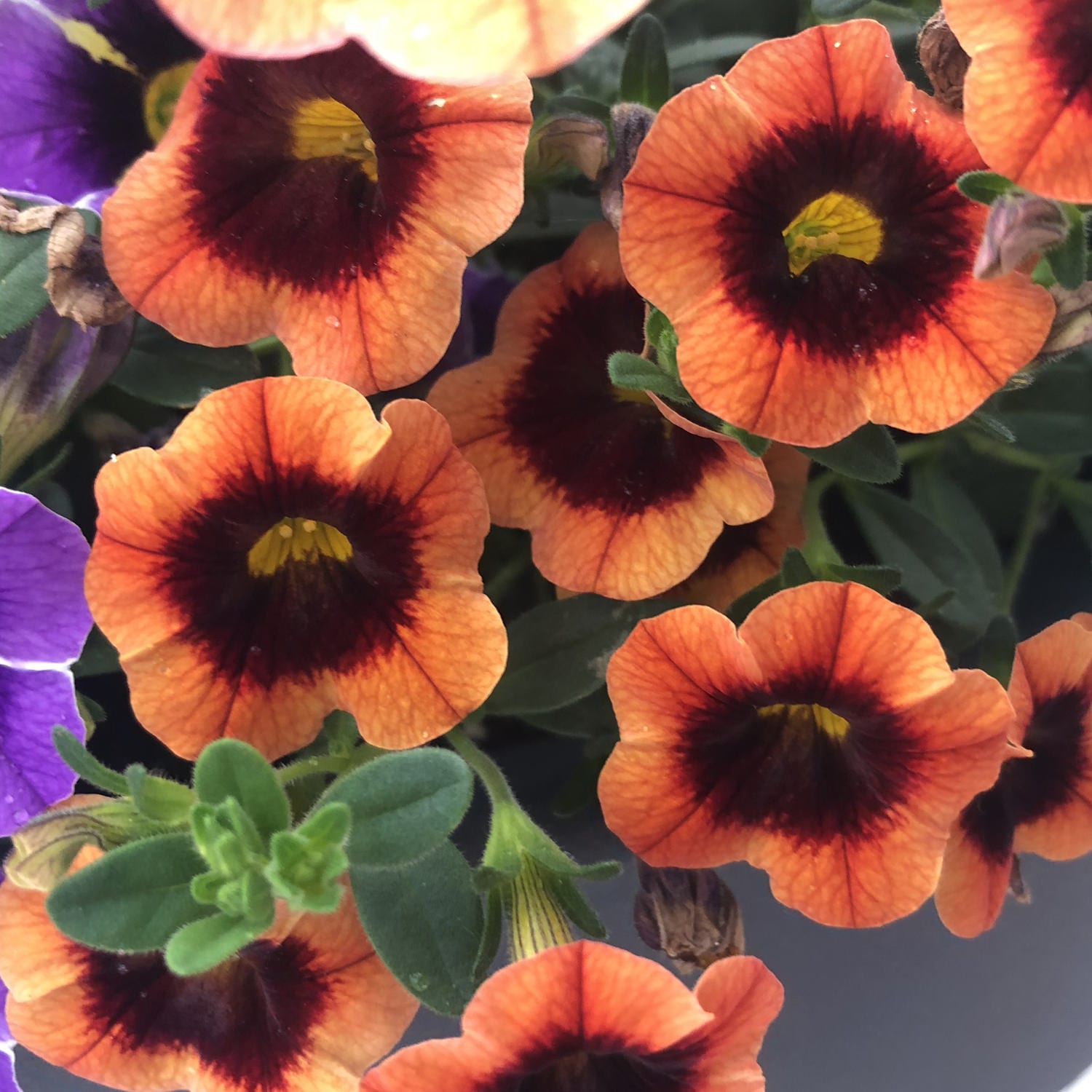 Superbells® Tangerine Punch™ Calibrachoa - Photo Property of Garden Crossings LLC