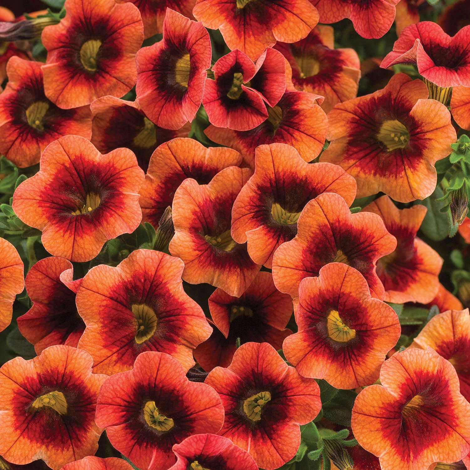 Superbells® Tangerine Punch™ Calibrachoa - Photo Courtesy of Proven Winners, Inc.