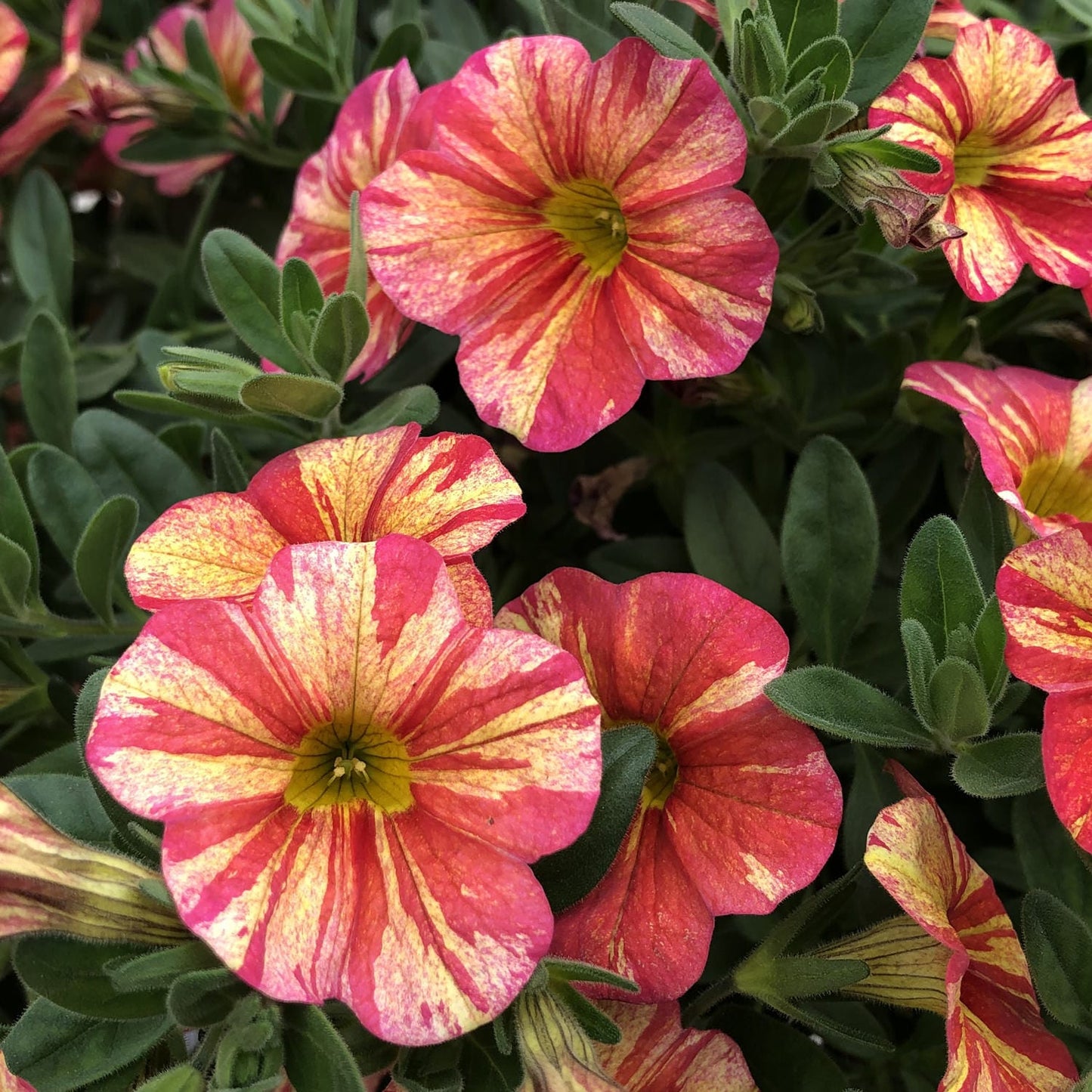 Superbells® Tropical Sunrise Calibrachoa - Photo Property of Garden Crossings LLC