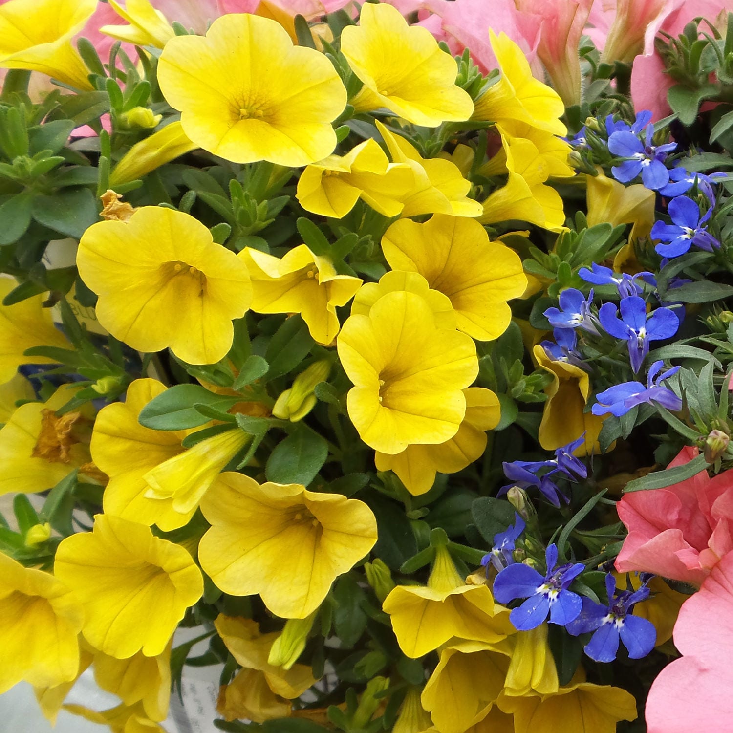 A vibrant cluster of Superbells® Yellow Calibrachoa commands the center, accented by blue and pink flowers with lush green foliage - Photo Property of Garden Crossings LLC