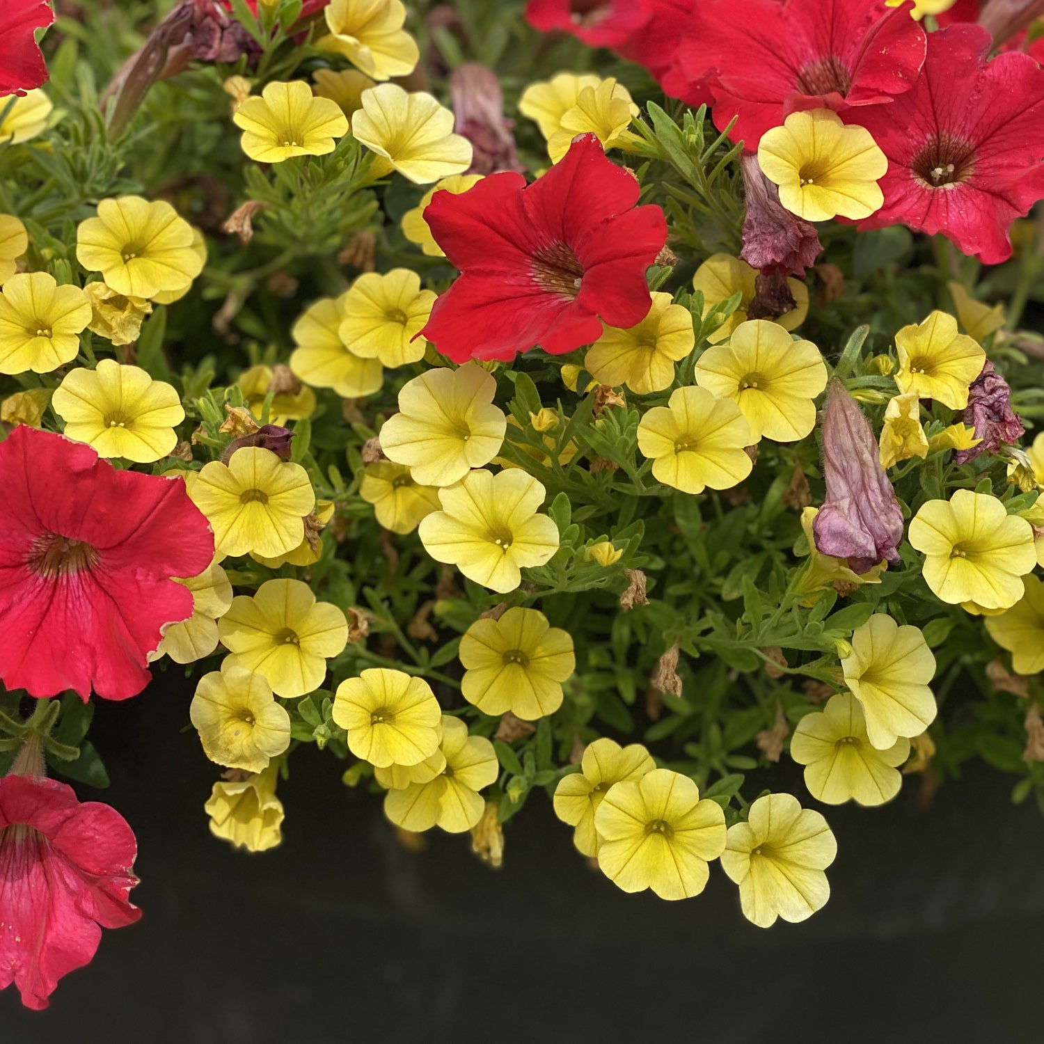Superbells® Yellow Calibrachoa displays vibrant yellow blooms amid lush green foliage, with fresh and wilted flowers adding energy to your garden - Photo Property of Garden Crossings LLC. Decorative pot not included.