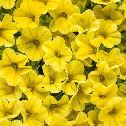 A close-up of Superbells® Yellow Calibrachoa showcases bright yellow blooms with delicate petals and lush green foliage - Photo Courtesy of Proven Winners, Inc.