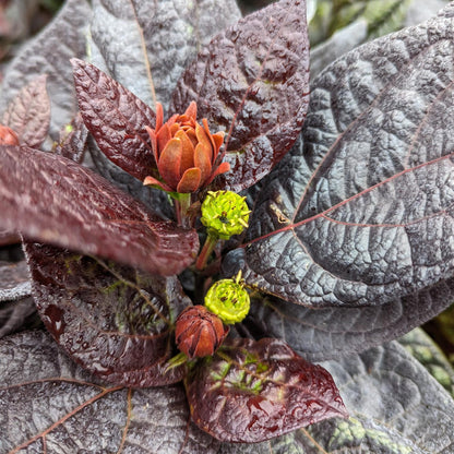 Close-up of Red Zeppelin® Sweetshrub (Calycanthus), a deer-resistant shrub with glossy, dark purple burgundy foliage and bright green-orange buds. The wet-looking leaves and emerging buds add unique texture and color - Photo Courtesy of Proven Winners, Inc.