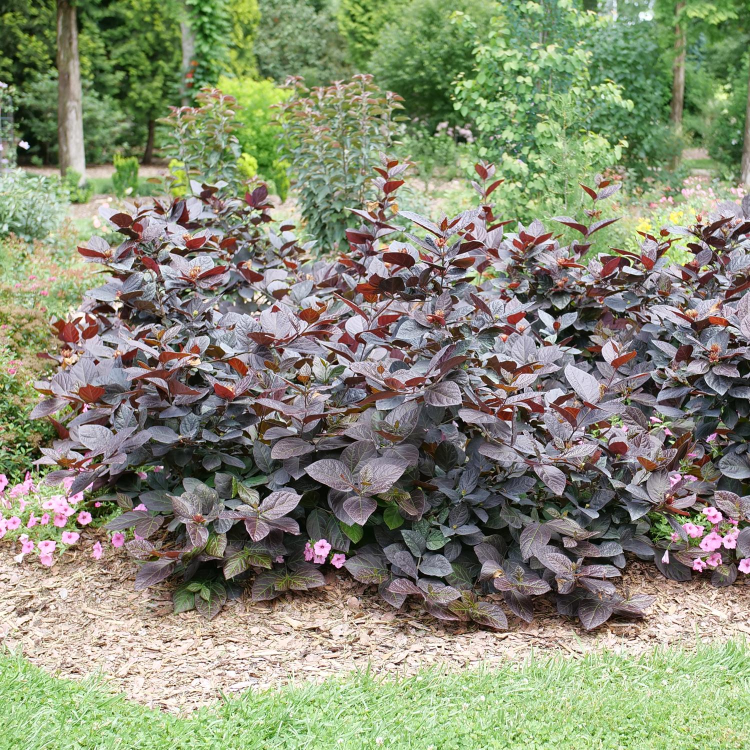 A garden bed features a large Red Zeppelin® Sweetshrub (Calycanthus) with burgundy foliage, deer resistance, mulch and small pink flowers at its base, surrounded by green grass and assorted trees and shrubs in the background - Photo Courtesy of Proven Winners, Inc.