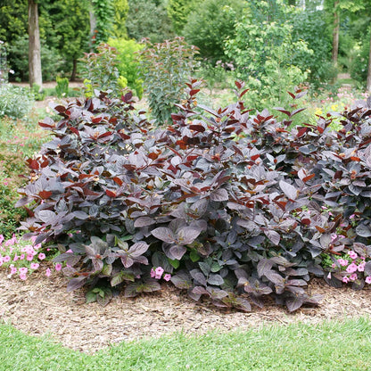 A garden bed features a large Red Zeppelin® Sweetshrub (Calycanthus) with burgundy foliage, deer resistance, mulch and small pink flowers at its base, surrounded by green grass and assorted trees and shrubs in the background - Photo Courtesy of Proven Winners, Inc.