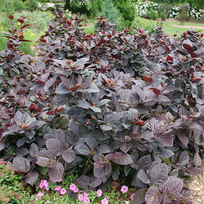 The Red Zeppelin® Sweetshrub (Calycanthus), a dense shrub with burgundy foliage and dark purple leaves, features small pink flowers at its base, set in a garden bed bordered by green grass and other shrubs in the background - Photo Courtesy of Proven Winners, Inc.