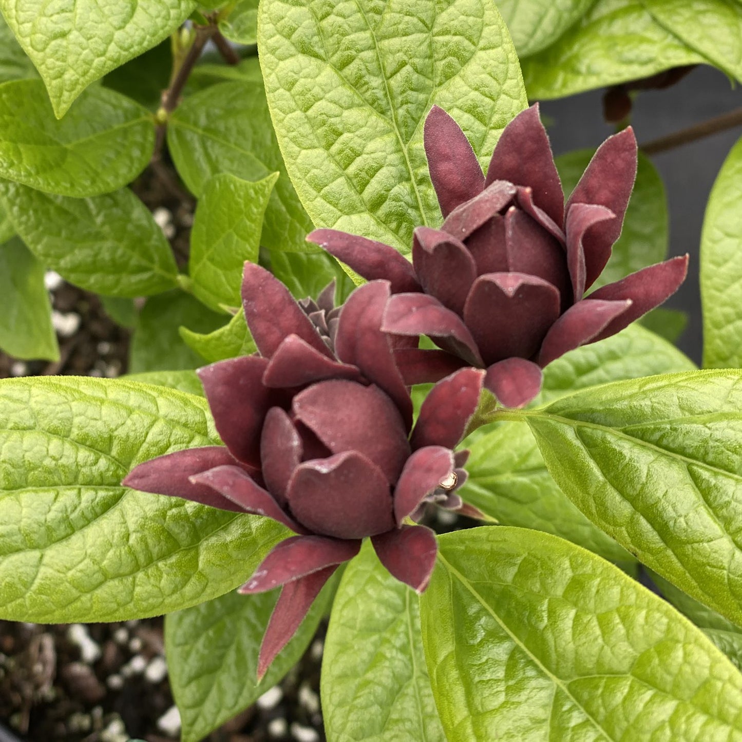 Simply Scentsational® Sweetshurb (Calycanthus) - Photo Property of Garden Crossings LLC