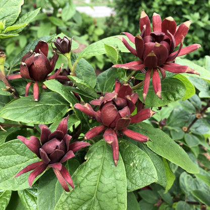 Simply Scentsational® Sweetshurb (Calycanthus) - Photo Courtesy of Proven Winners, Inc.