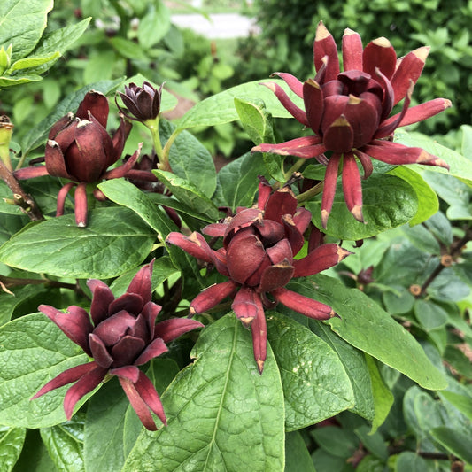 Simply Scentsational® Sweetshrub (Calycanthus) features dark red, star-shaped, fragrant blooms with elongated petals and green foliage, shown here in close-up at various stages of opening. - Photo Courtesy of Proven Winners, Inc. 