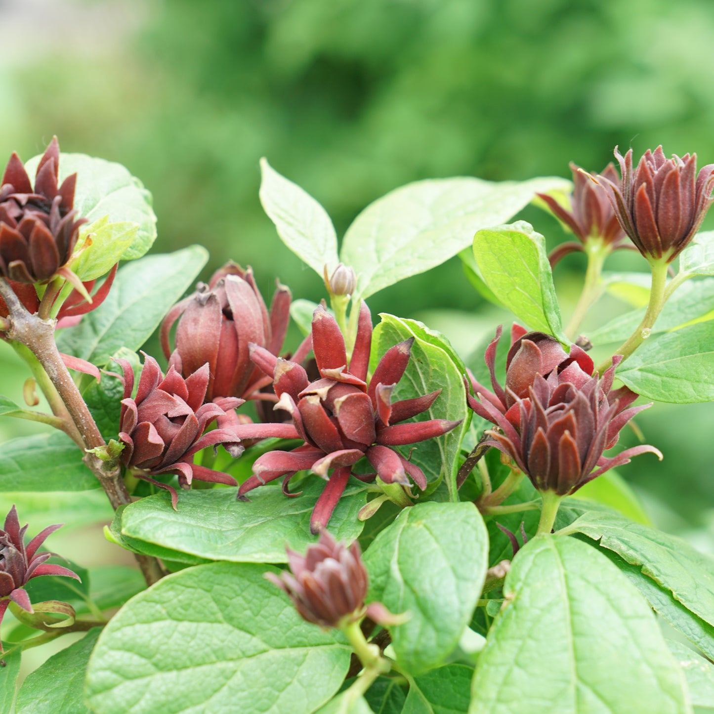 Simply Scentsational® Sweetshurb (Calycanthus) - Photo Courtesy of Proven Winners, Inc.