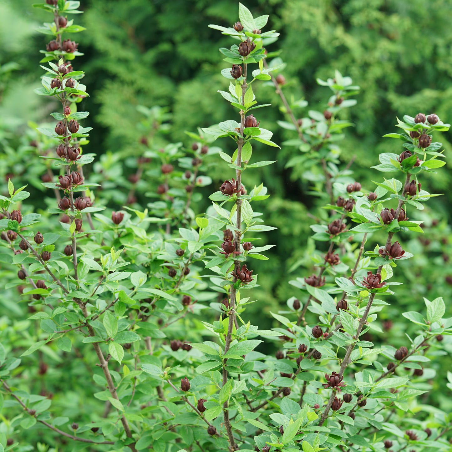 Simply Scentsational® Sweetshurb (Calycanthus) - Photo Courtesy of Proven Winners, Inc.