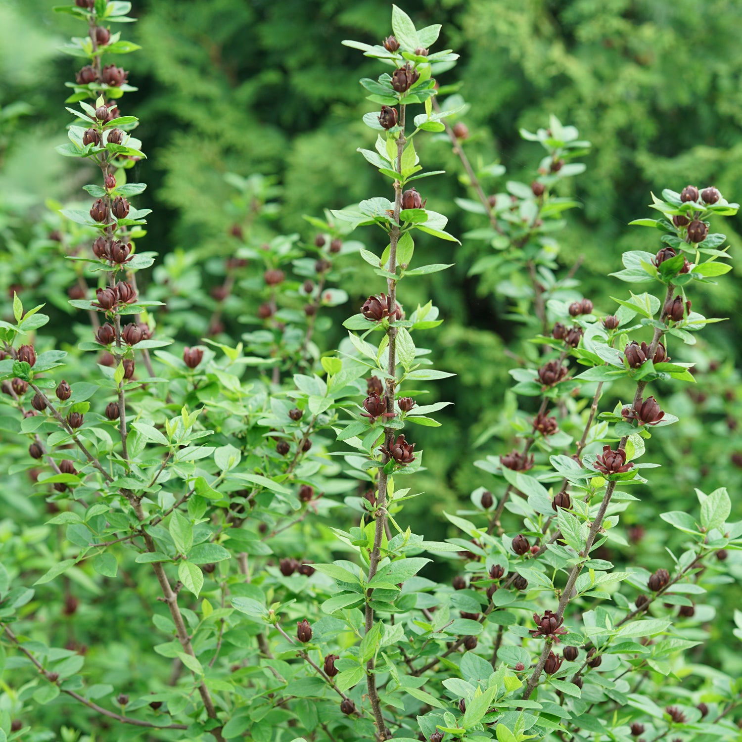 Simply Scentsational® Sweetshurb (Calycanthus) - Photo Courtesy of Proven Winners, Inc.