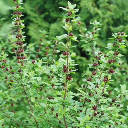 Simply Scentsational® Sweetshurb (Calycanthus) - Photo Courtesy of Proven Winners, Inc.