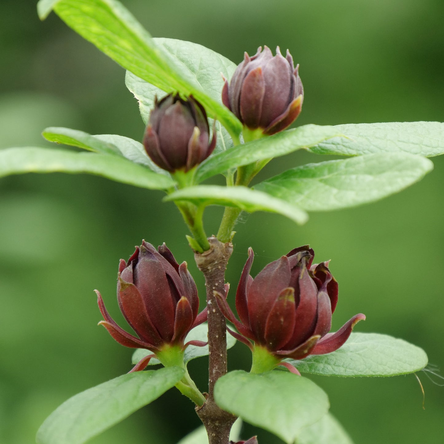 Simply Scentsational® Sweetshurb (Calycanthus) - Photo Courtesy of Proven Winners, Inc.