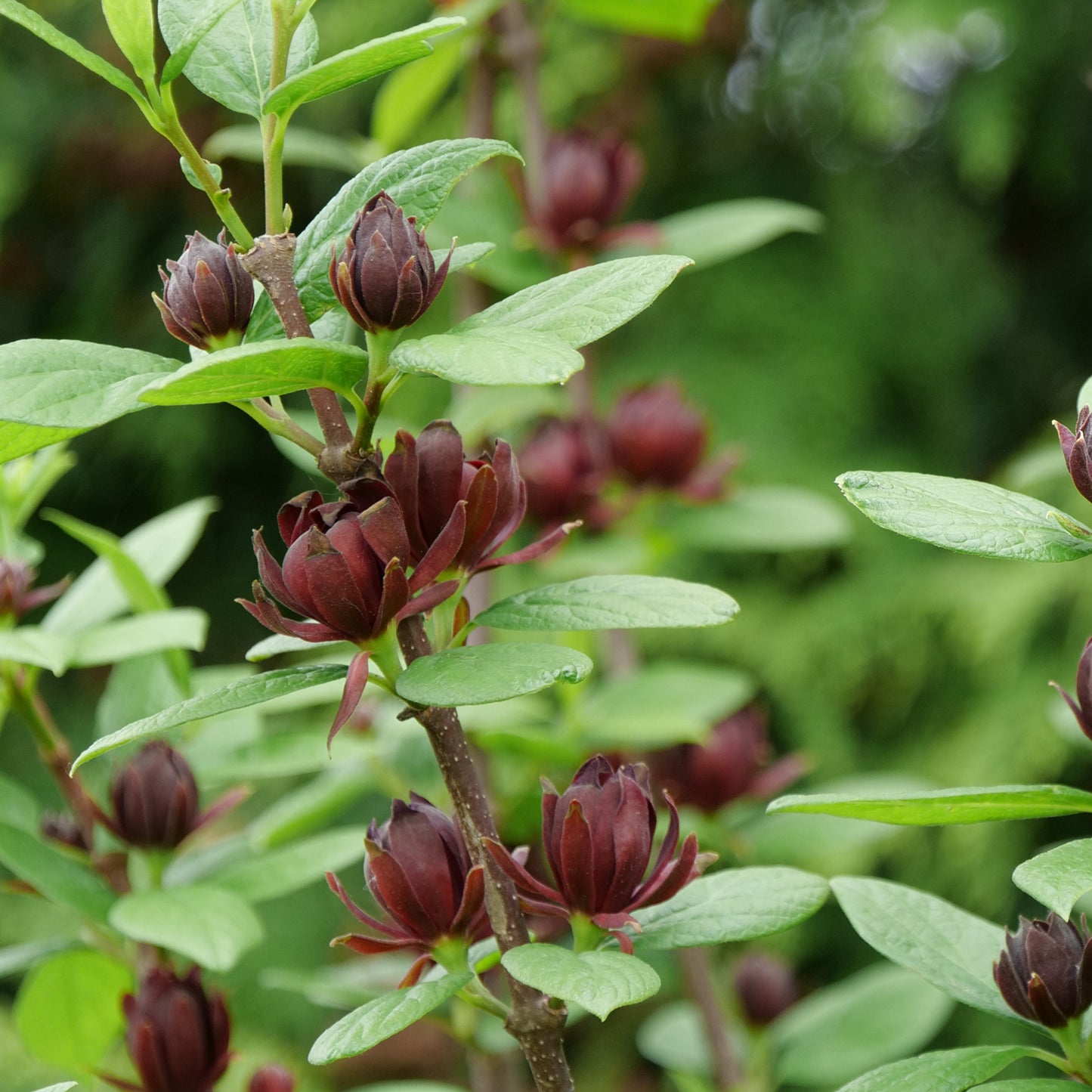 Simply Scentsational® Sweetshurb (Calycanthus) - Photo Courtesy of Proven Winners, Inc.
